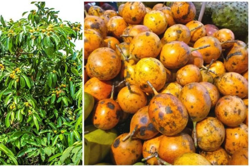 STAR APPLE.jpeg